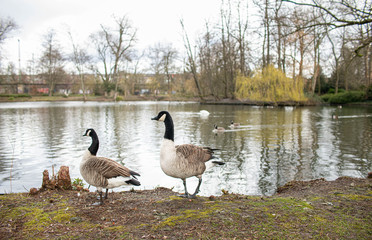 Gänsepärchen im Park