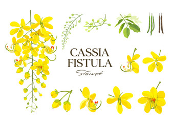 Cassia Fistula flower, national flower of thailand, beautiful Yellow collections on white background, vector illustration - obrazy, fototapety, plakaty