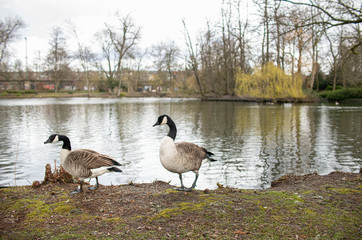 Gänsepärchen im Park
