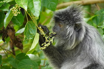 eating silver leafe monkey - Silberner Haubenlangur Bako national park