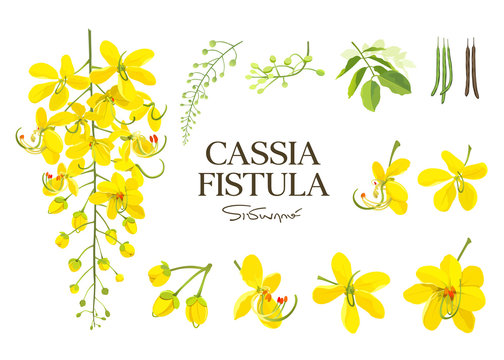 Download 5 282 Best Fistula Images Stock Photos Vectors Adobe Stock