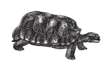 Yellow-footed tortoise or Brazilian giant tortoise (Chelonoidis denticulatus) / vintage illustration from Brockhaus Konversations-Lexikon 1908