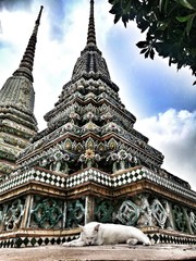 Fototapeta premium temple in thailand