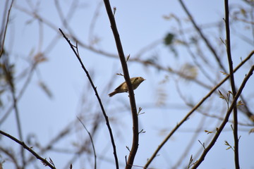bird on a branch