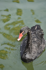 Black ducks on a lake