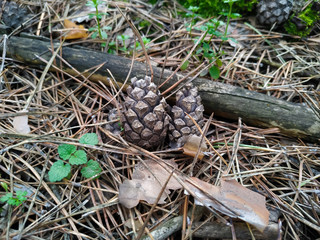 Pine cones in the spring forest