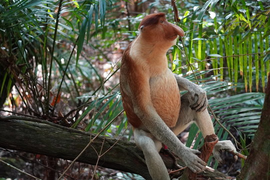 nasenaffe - proboscis monkey