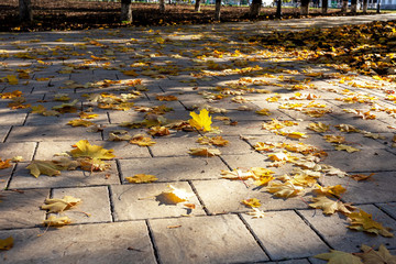 Autumn Park, morning of a Sunny day fallen leaves in the sun.