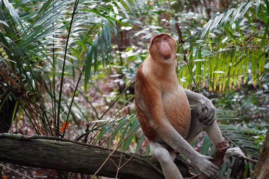 nasenaffe - proboscis monkey
