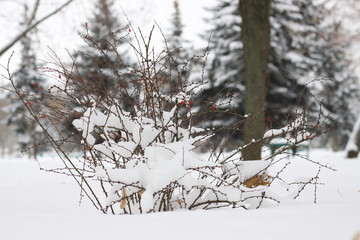  bush with red berries covered in snow in a park