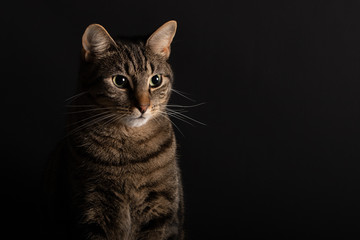 cat on a black background 