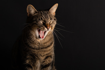 cat on a black background 