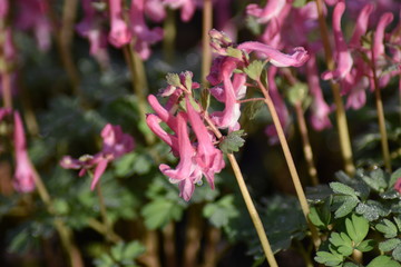 Gefingerter Lerchensporn (Corydalis solida)