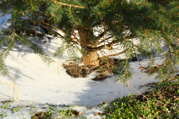  melted snow under the spruce