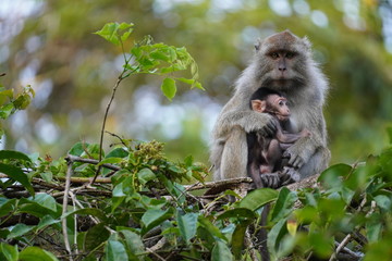 Naklejka na ściany i meble Makak with baby - monkey mum
