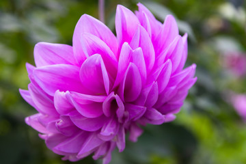 Obraz premium Picturesque flowers of a tropical plant. Close-up.