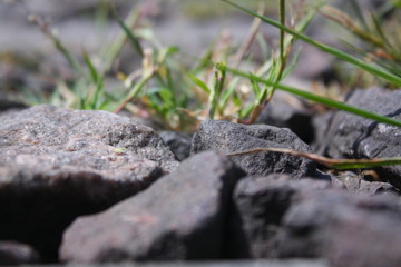  green grass on granite stones