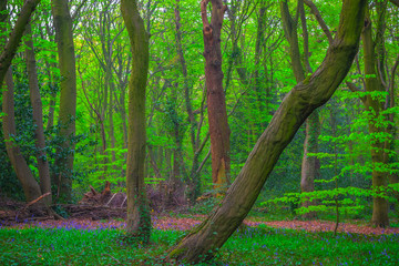 Highgate Wood in North London