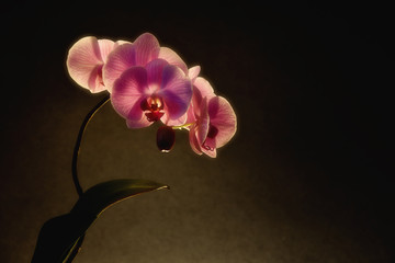 Orchid flowers, on a dark background