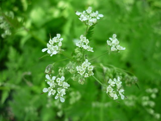 white flowers in the garden