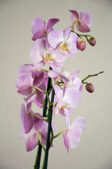 Beautiful phalaenopsis flowers bloomed in spring