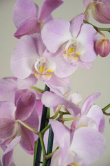 Naklejka na ściany i meble Beautiful phalaenopsis flowers opened its petals