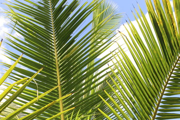 leaf of coconut tree