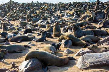 Animals - eared seals