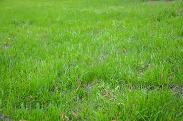 Photo of the site with green grass. Lawn or alley of fresh green grass Focus is on the foreground. Nature texture or background.