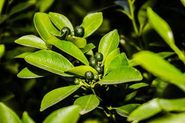 Obraz premium A picture of green lemon