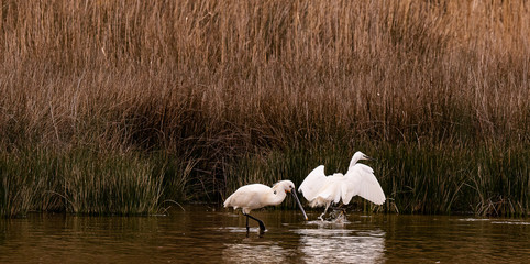 groupe aigrette garzette envole  et spatule blanche 