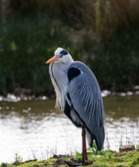 heron cendré au repos