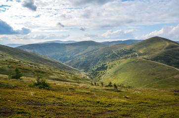 Fototapeta premium Carpathian mountains in late summer. Green grass and young bilberries under blue sky and white clouds overlooking Svydovets ridge, Ukraine.