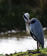 heron cendré au repos
