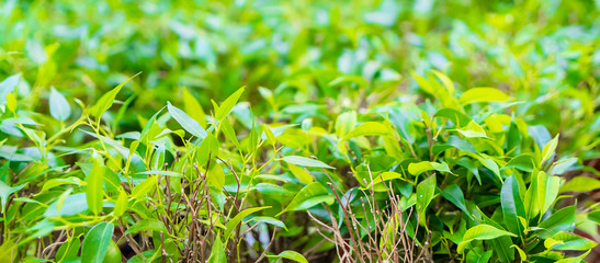 Beautiful floral background with fresh green leaves.
