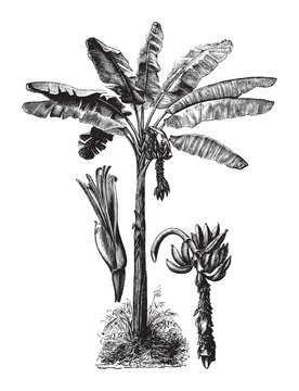 Banana palm tree / vintage illustration from Brockhaus Konversations-Lexikon 1908