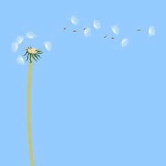 Dandelion, flying fluff, on a light blue background