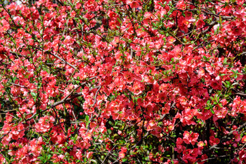 Close up of delicate red flowers of Chaenomeles japonica shrub, commonly known as Japanese quince...