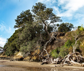 picturesque coastal trees on the beach