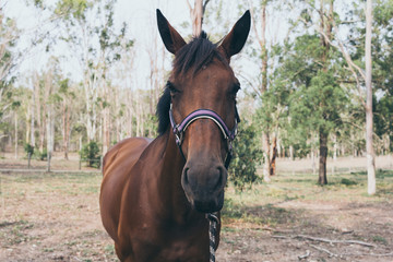 Fototapeta premium Beautiful brown horse portrait on field background.