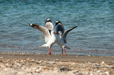 Two elegant dancing seagulls on a beach