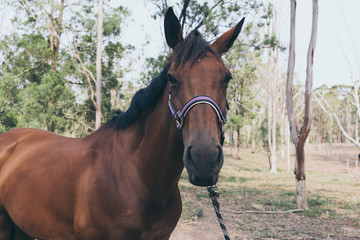 Beautiful brown horse portrait on field background.