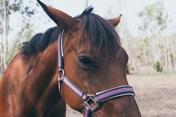 Obraz premium Beautiful brown horse portrait on field background.