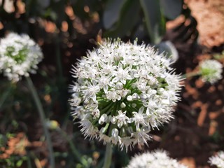 onion flower
