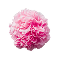 Pink peony flower in full bloom isolated on white background.