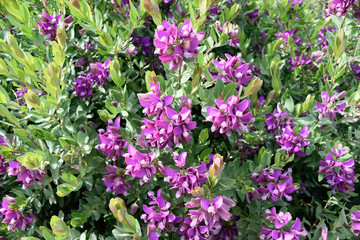 The spring rose flowers and green leaves