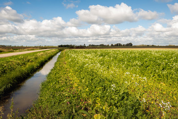 Fototapeta na wymiar Dutch agricultural polder landscape