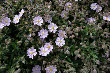 The beautiful spring flowers and green leaves