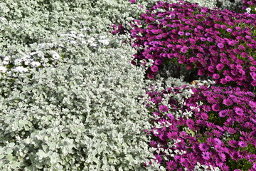 Obraz premium View on a bed of white lilac flowers in the park