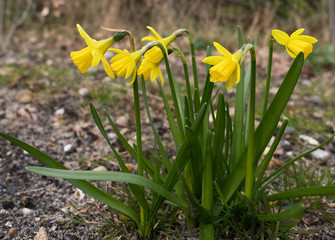 Group of small yellow daffodil flowers in a garden
